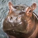 Click here for more information about ADOPT a Hippo