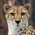 Click here for more information about ADOPT a Cheetah