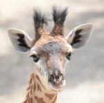 Click here for more information about ADOPT a Giraffe