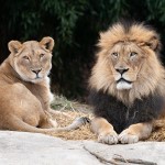 Click here for more information about ADOPT a Lion